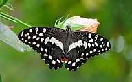 Lime Swallowtail (Papilio demoleus)